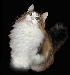 Gatti (54)
